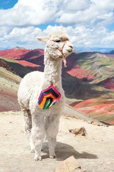 Alpacas: White Alpaca Palcoyo by Philippe Hugonnard