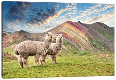 Palcoyo Alpacas Canvas Art Print