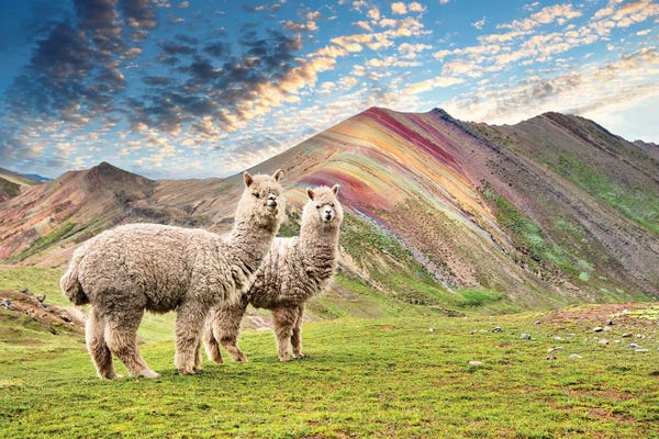 Peru: Palcoyo Alpacas by Philippe Hugonnard