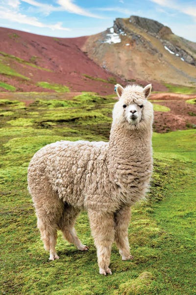 Peru: Alpaca by Philippe Hugonnard