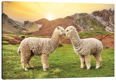 Alpaca Love Canvas Art Print - South America Art