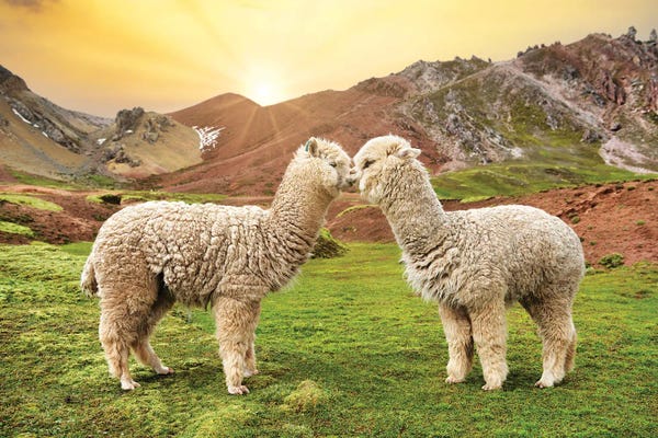 Peru: Alpaca Love by Philippe Hugonnard