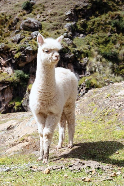 Peru: Baby Llama by Philippe Hugonnard