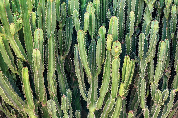 Cactus Wall