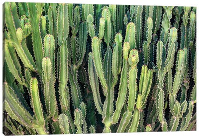 Cactus Wall Canvas Art Print
