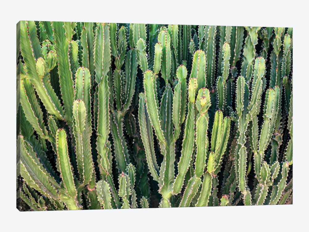 Cactus Wall by Philippe Hugonnard 1-piece Canvas Print