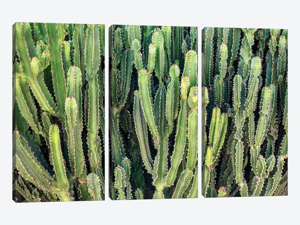 Cactus Wall by Philippe Hugonnard 3-piece Canvas Print