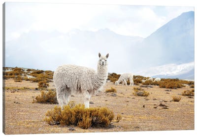 Diamonds Of The Andes Canvas Art Print - Llama & Alpaca Art