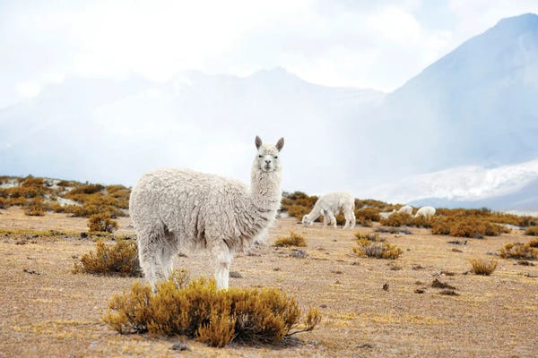 Llamas & Alpacas: Diamonds Of The Andes by Philippe Hugonnard