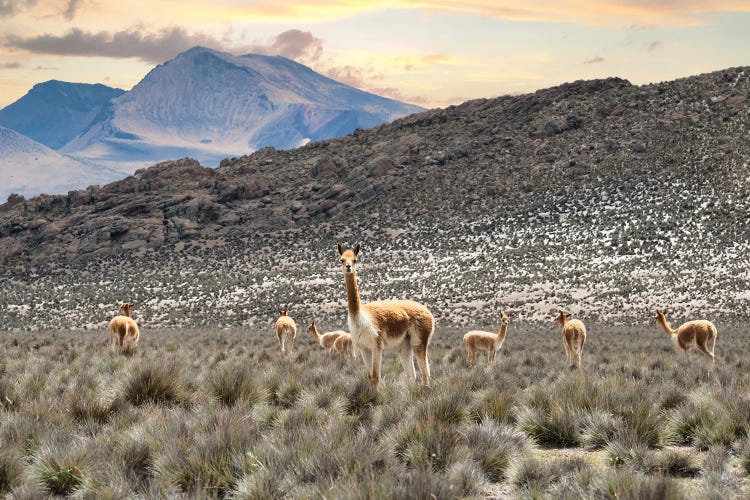 Andes Llamas