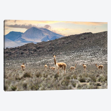 Andes Llamas Canvas Print #PHD2909} by Philippe Hugonnard Canvas Wall Art