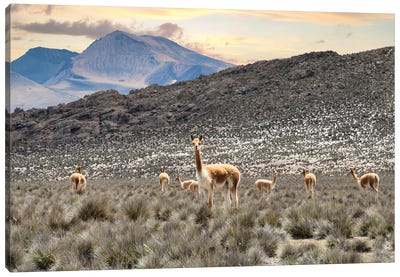 Andes Llamas Canvas Art Print