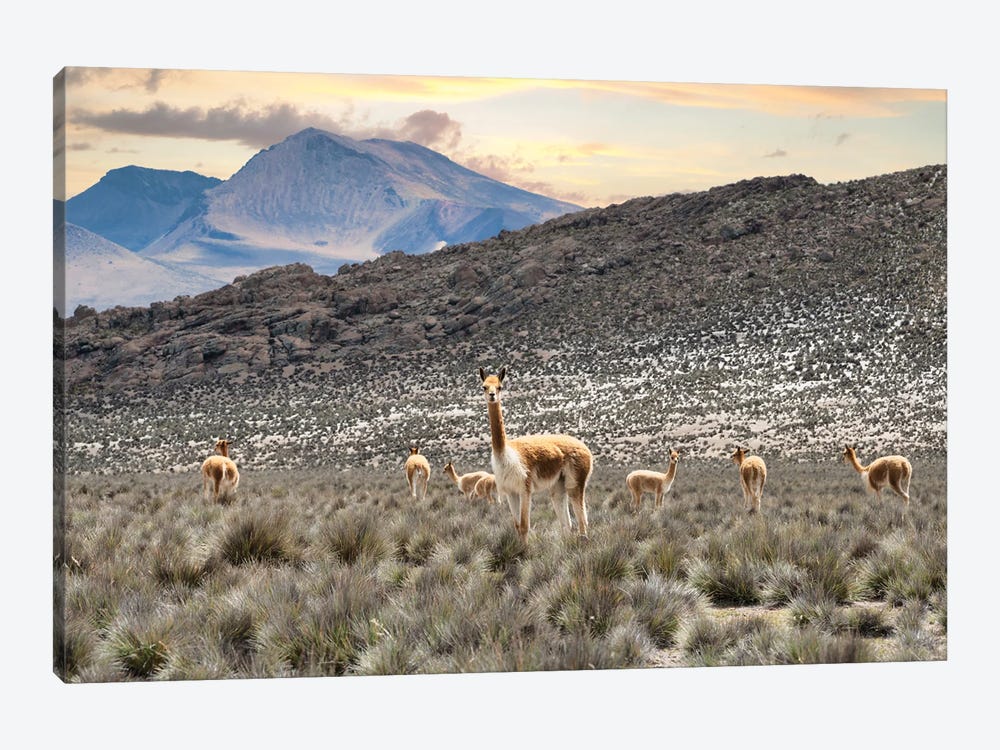 Andes Llamas by Philippe Hugonnard 1-piece Art Print