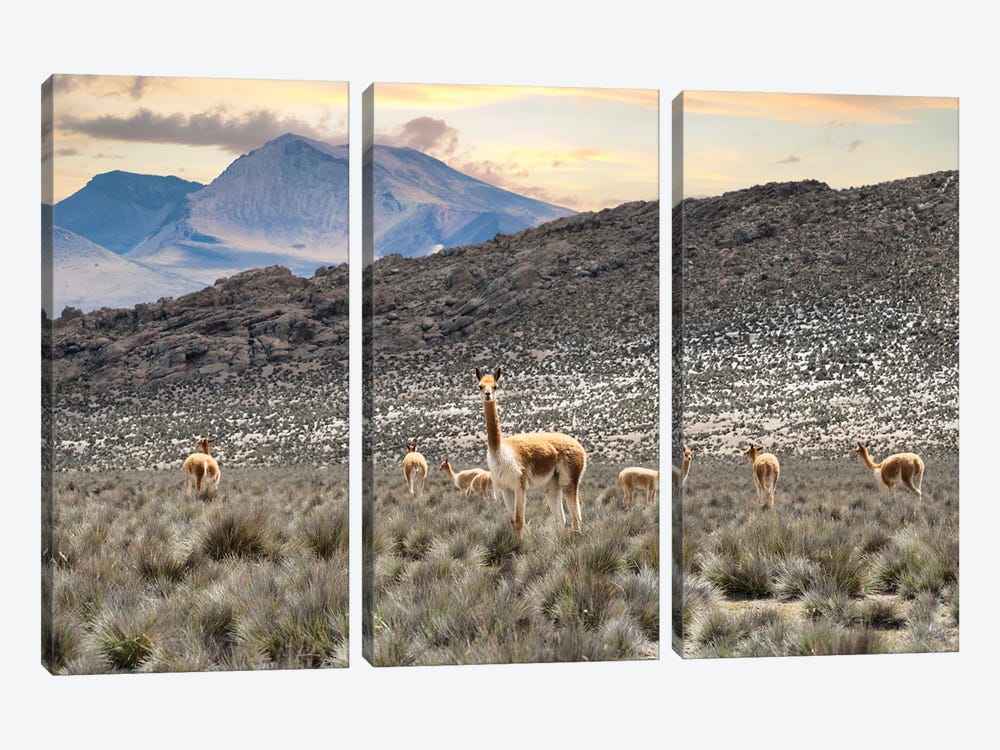 Andes Llamas by Philippe Hugonnard 3-piece Canvas Art Print