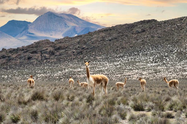 Peru: Andes Llamas by Philippe Hugonnard