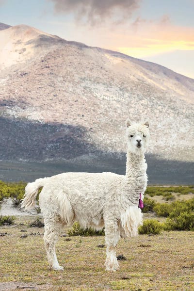 Peru: The White Llama by Philippe Hugonnard