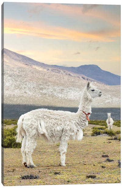 The White Llama I Canvas Art Print - South American Culture
