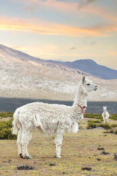 Peru: The White Llama I by Philippe Hugonnard