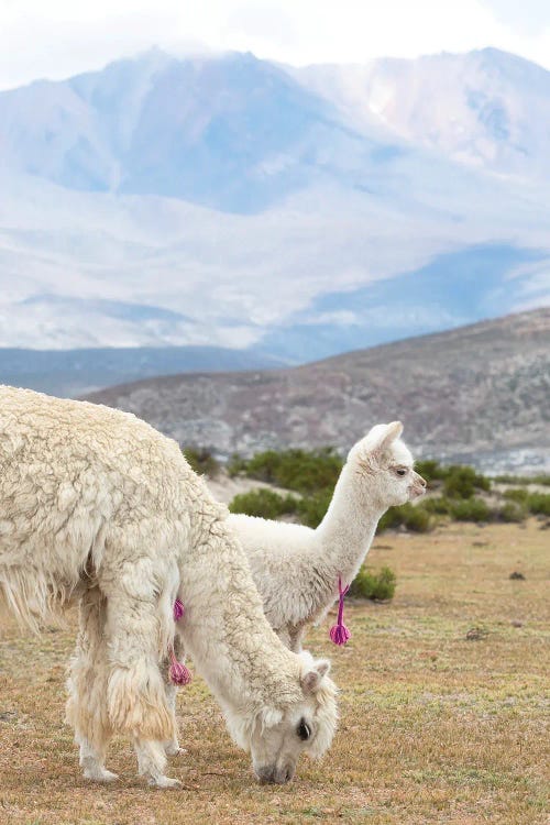 Baby And Mum Llama