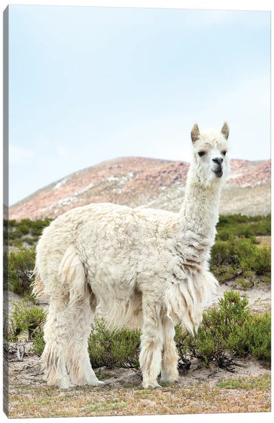 The White Llama II Canvas Art Print - Llama & Alpaca Art