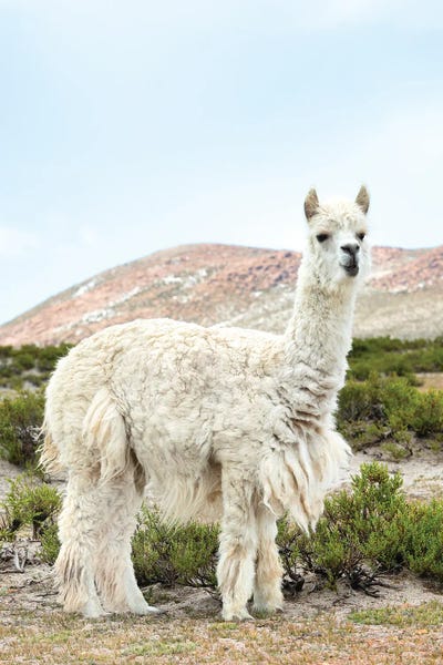 Llamas & Alpacas: The White Llama II by Philippe Hugonnard