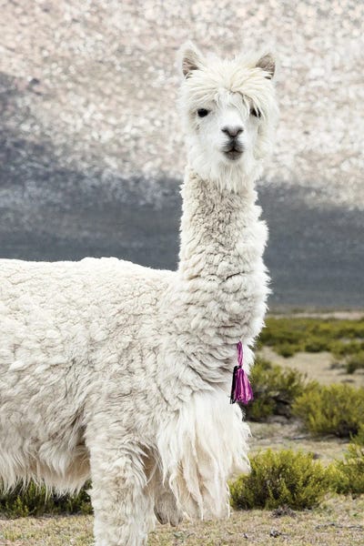 Llamas & Alpacas: Mr. Llama by Philippe Hugonnard
