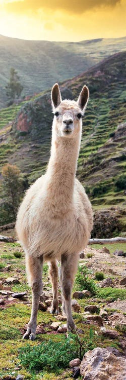 Llama At Sunset