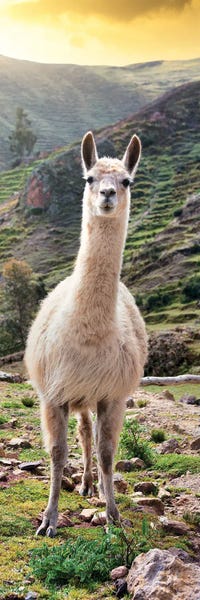 Peru: Llama At Sunset by Philippe Hugonnard