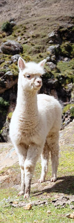 Cute Baby Llama