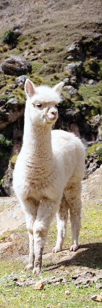 Peru: Cute Baby Llama by Philippe Hugonnard