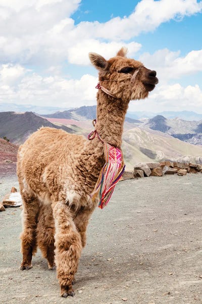 Peru: Brown Alpaca by Philippe Hugonnard