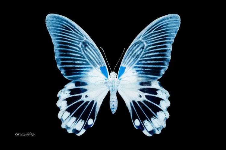 Miss Butterfly Agenor X-Ray (Black Edition) by Philippe Hugonnard wall art