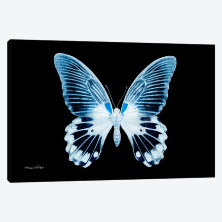 Miss Butterfly Agenor X-Ray (Black Edition) Canvas Print #PHD298} by Philippe Hugonnard Canvas Print