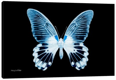 Miss Butterfly Agenor X-Ray (Black Edition) Canvas Art Print