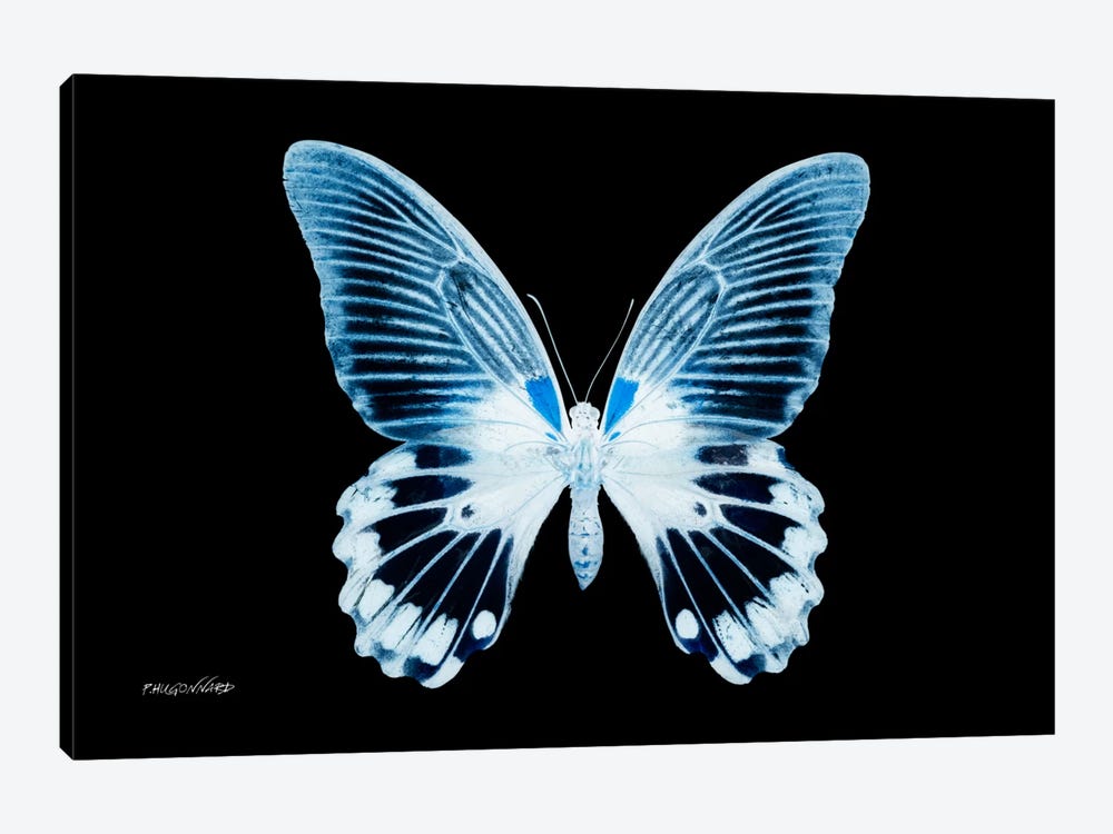 Miss Butterfly Agenor X-Ray (Black Edition) by Philippe Hugonnard 1-piece Canvas Art