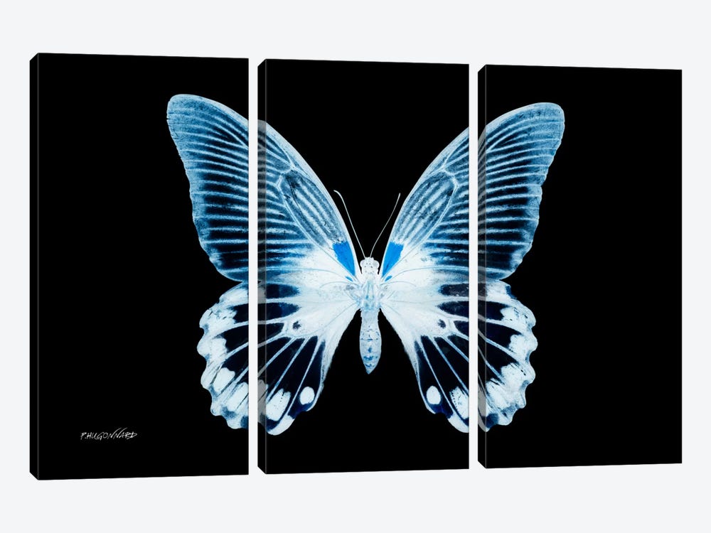 Miss Butterfly Agenor X-Ray (Black Edition) by Philippe Hugonnard 3-piece Canvas Artwork