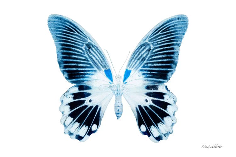 Miss Butterfly Agenor X-Ray (White Edition)