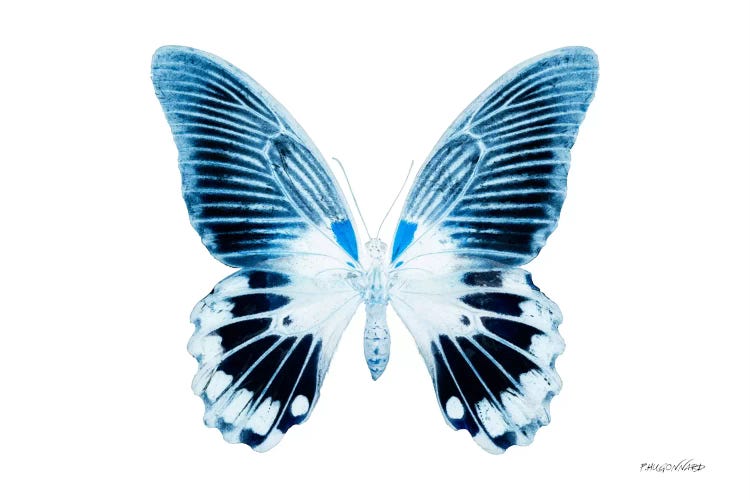 Miss Butterfly Agenor X-Ray (White Edition) by Philippe Hugonnard wall art