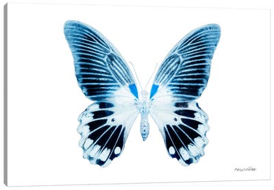 Miss Butterfly Agenor X-Ray (White Edition) Canvas Art Print - Indigo & White 