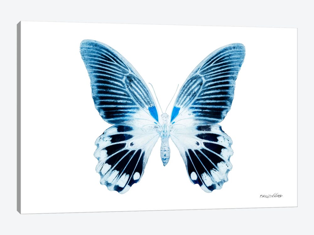 Miss Butterfly Agenor X-Ray (White Edition) by Philippe Hugonnard 1-piece Canvas Print