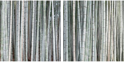 Bamboos Diptych