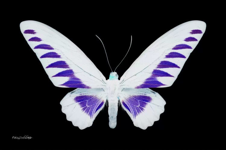 Miss Butterfly Brookiana X-Ray (Black Edition)