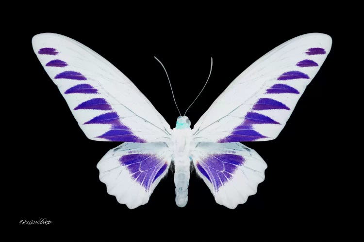 Miss Butterfly Brookiana X-Ray (Black Edition) by Philippe Hugonnard wall art