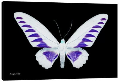 Miss Butterfly Brookiana X-Ray (Black Edition) Canvas Art Print