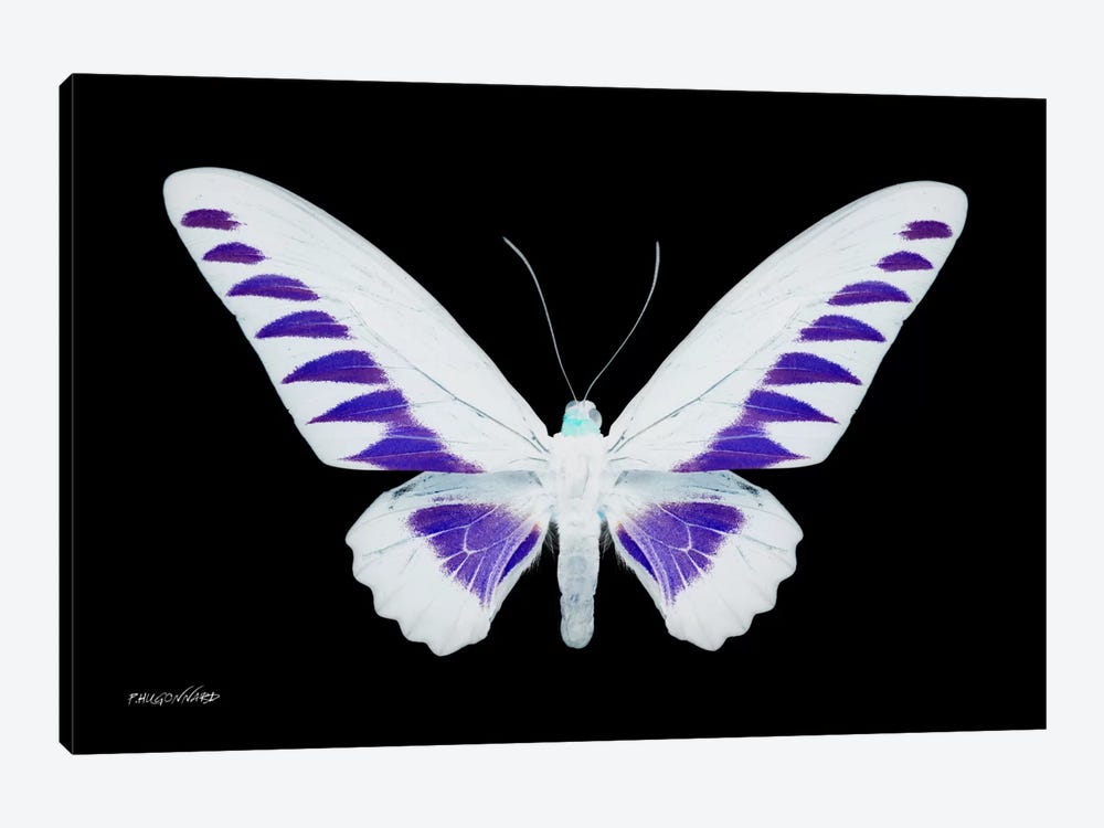 Miss Butterfly Brookiana X-Ray (Black Edition) by Philippe Hugonnard 1-piece Canvas Wall Art