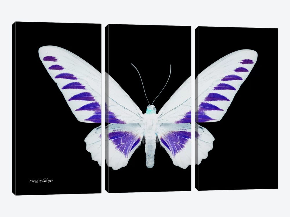 Miss Butterfly Brookiana X-Ray (Black Edition) by Philippe Hugonnard 3-piece Canvas Art
