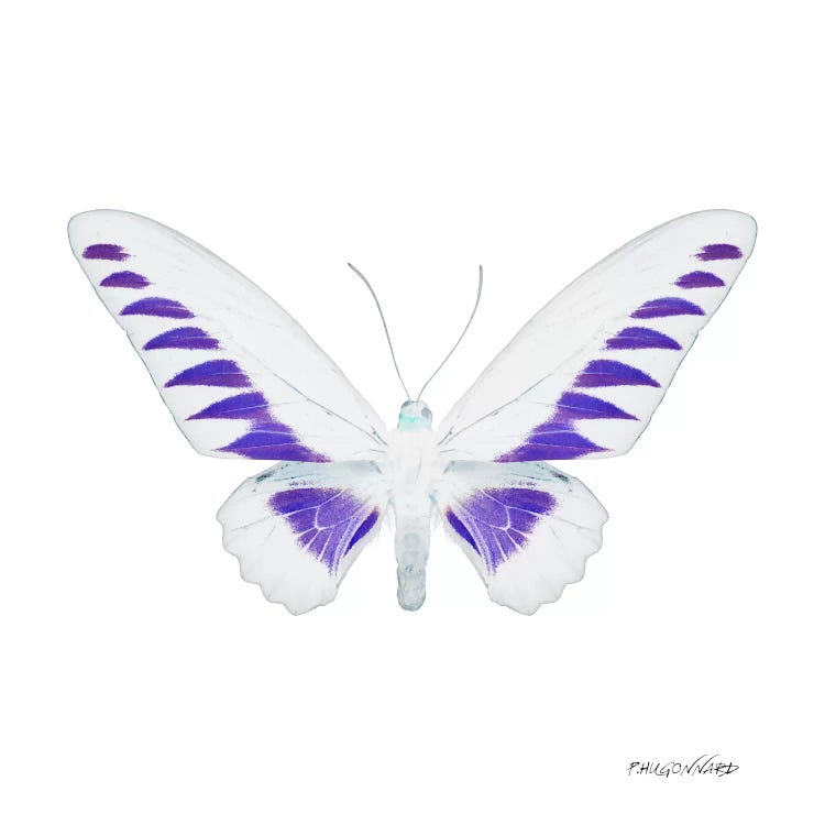 Miss Butterfly Brookiana X-Ray (White Edition)