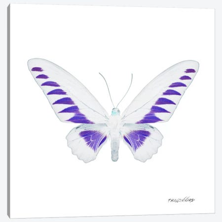 Miss Butterfly Brookiana X-Ray (White Edition) Canvas Print #PHD301} by Philippe Hugonnard Canvas Art Print