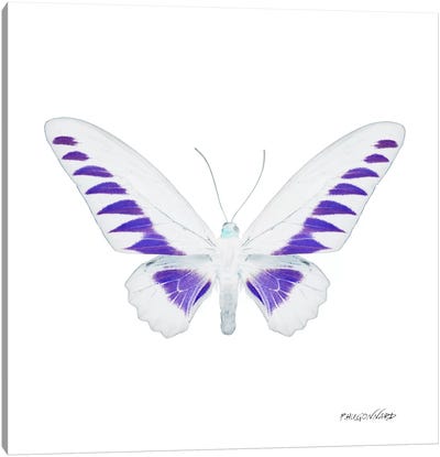 Miss Butterfly Brookiana X-Ray (White Edition) Canvas Art Print - Miss Butterfly