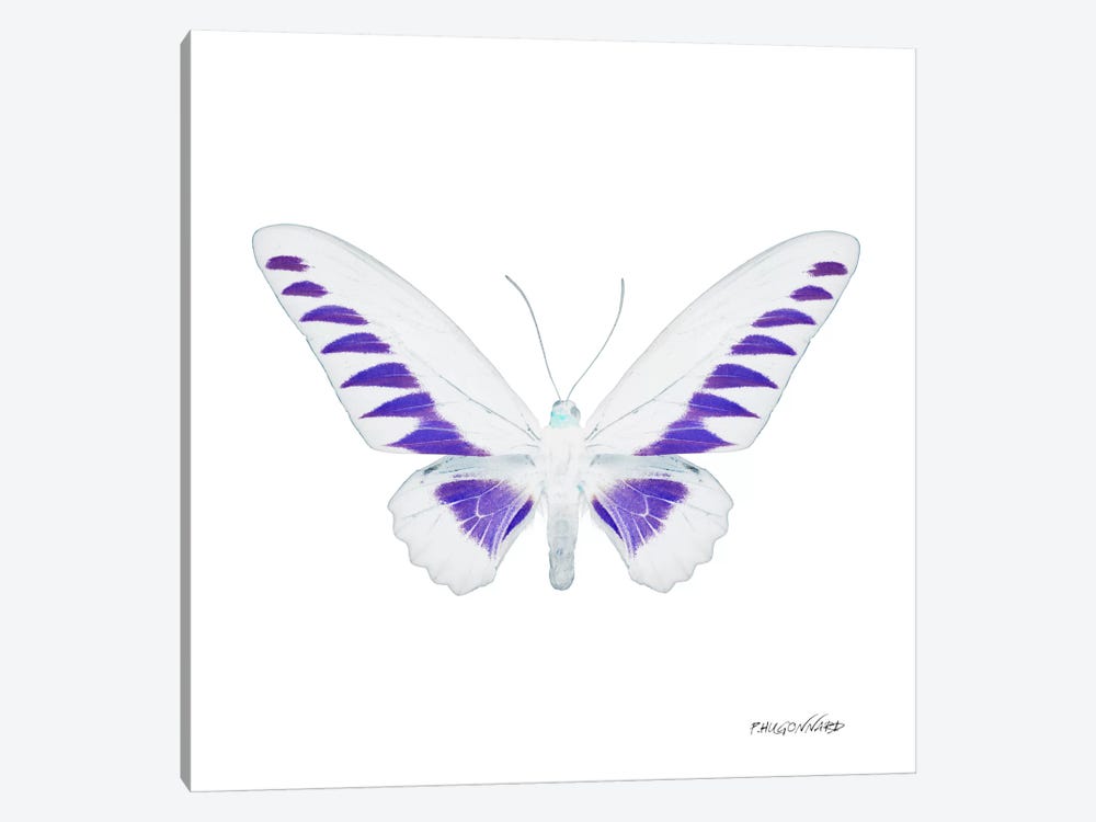 Miss Butterfly Brookiana X-Ray (White Edition) by Philippe Hugonnard 1-piece Canvas Art Print